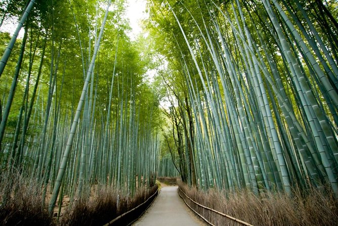 Afternoon Arashiyama Bamboo Forest & Monkey Park Bike Tour Good To Know